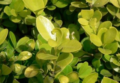 小葉黃楊 小葉黃楊