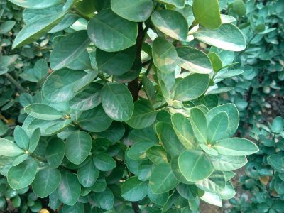 北海道黃楊葉茂