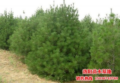 洛陽苗木基地白皮松圖片