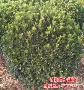 1.2米大葉黃楊球