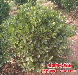 50公分大葉黃楊球