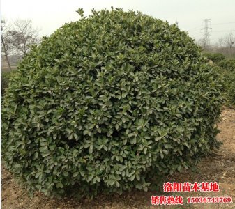 三米大葉黃楊球