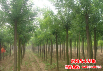洛陽苗木基地國(guó)槐