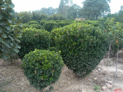 大葉黃楊球圖片