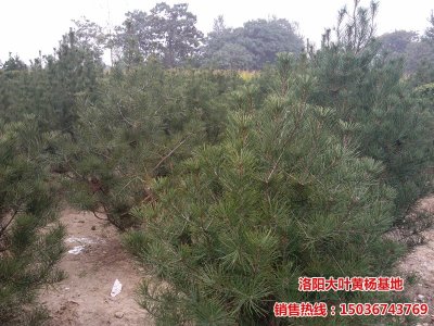 洛陽白皮松基地-白皮松圖片