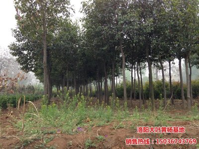 大葉女貞-洛陽大葉女貞種植基地