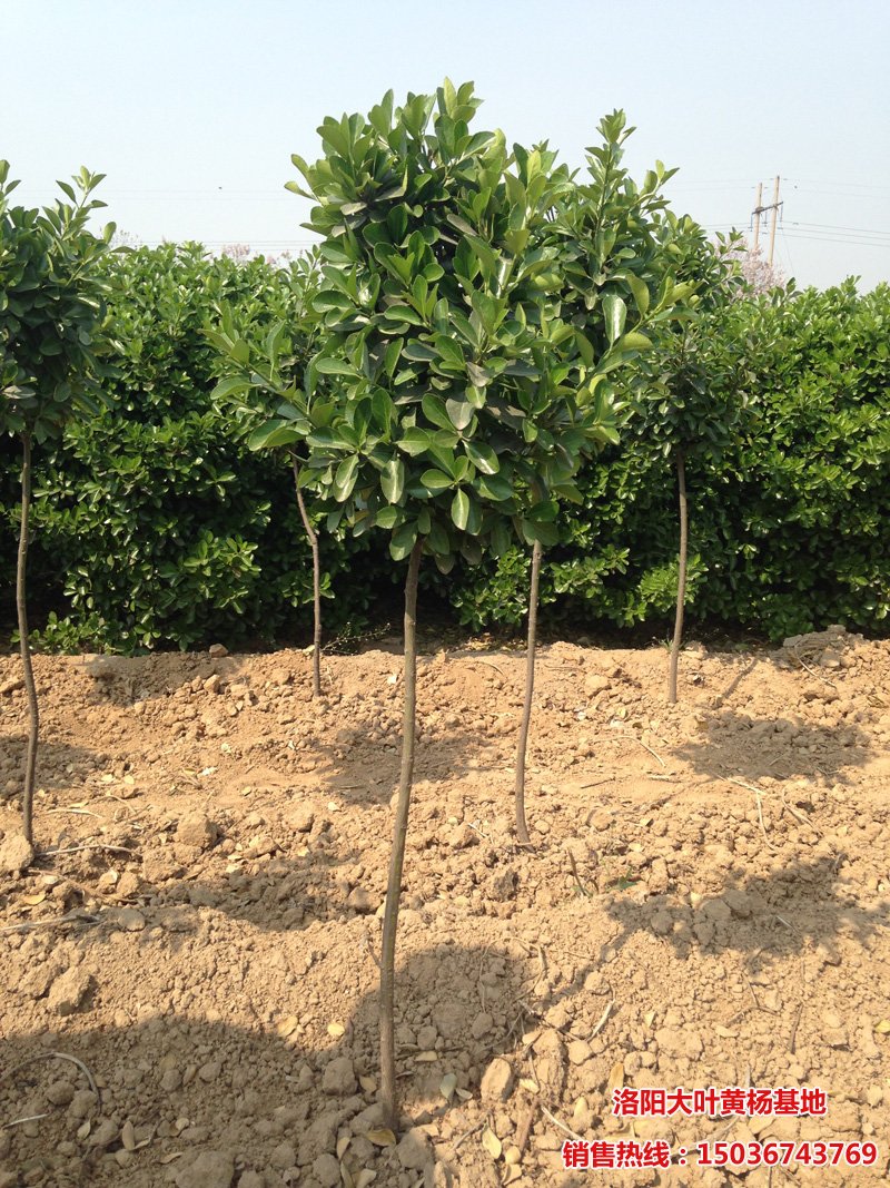 高桿黃楊球幼苗