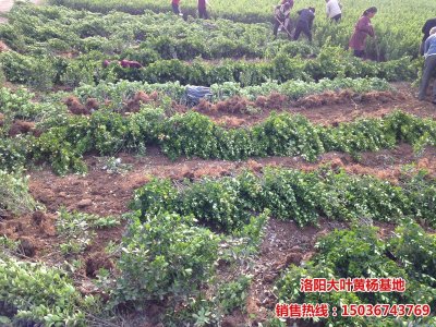 大葉黃楊工程苗起苗裝車