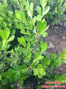 秋季-小葉黃楊栽移的最佳季節