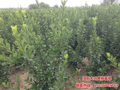 60公分大葉黃楊工程苗